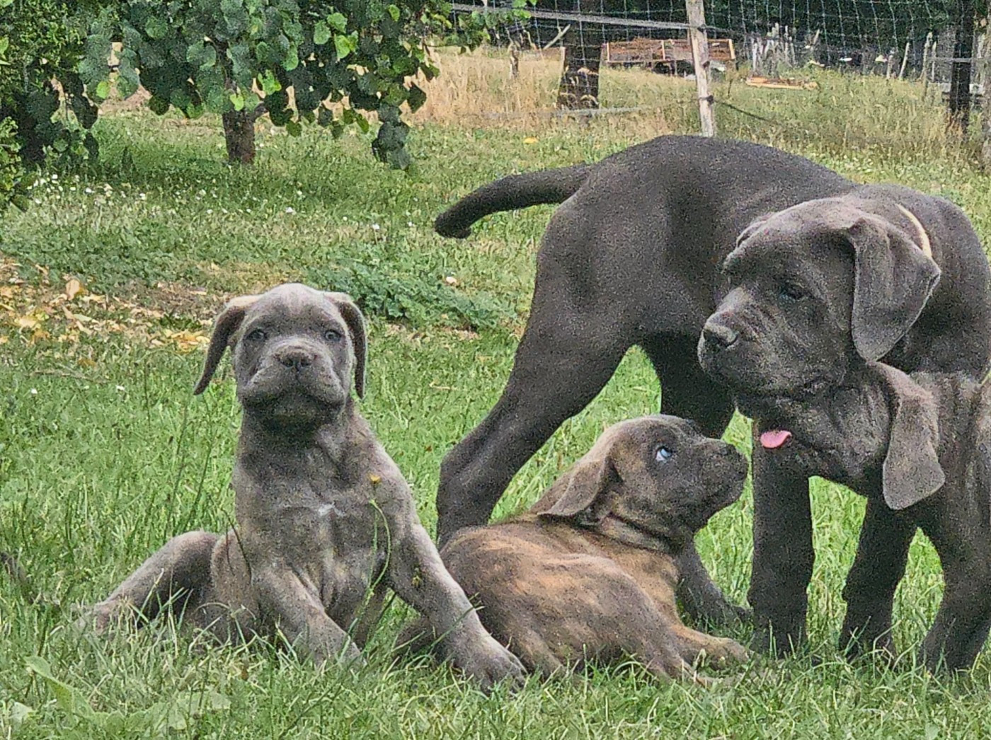de l'eden de malizia - Cane Corso - Portée née le 12/04/2026