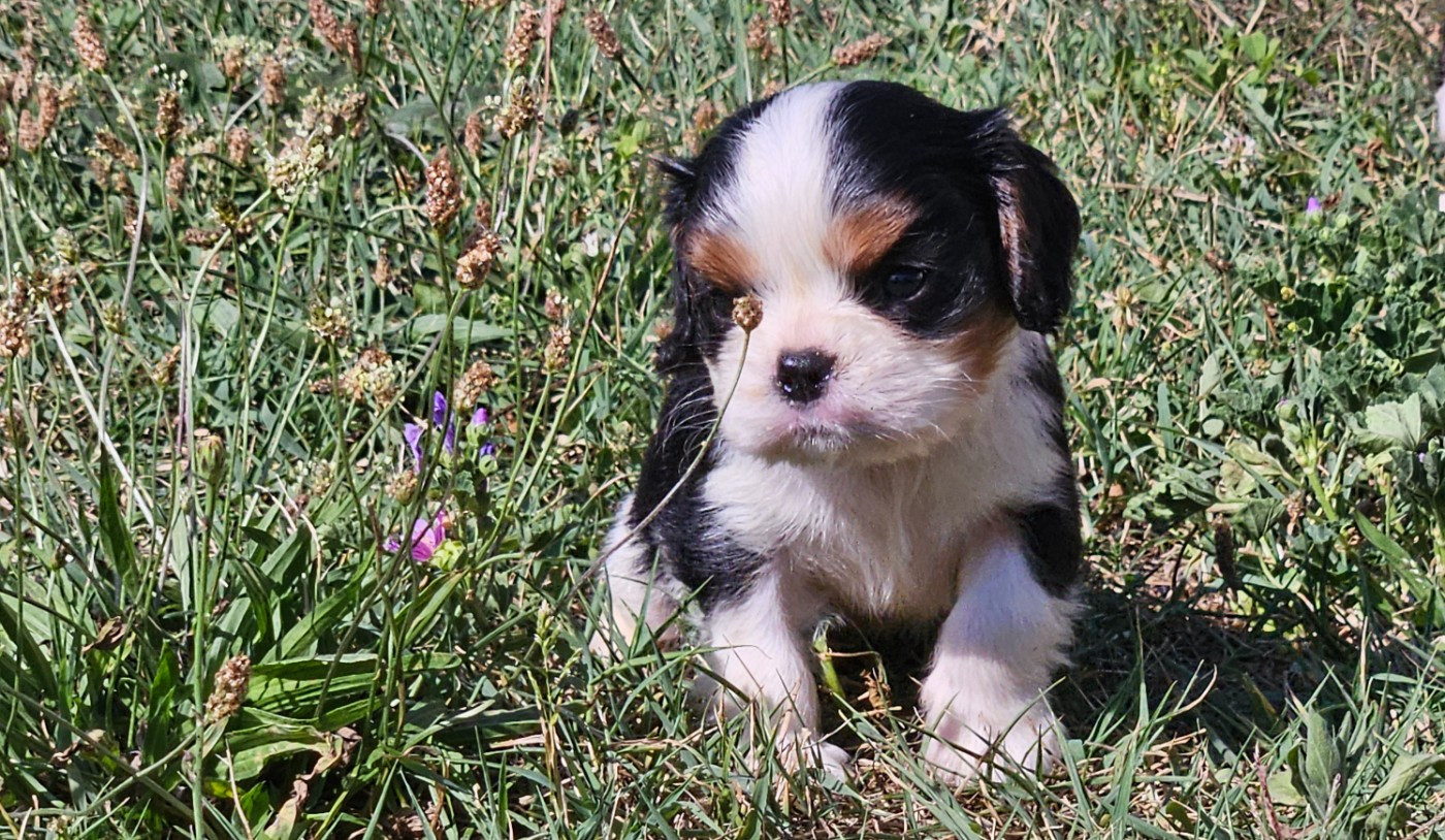 de l'eden de malizia - Chiots disponibles - Cavalier King Charles Spaniel