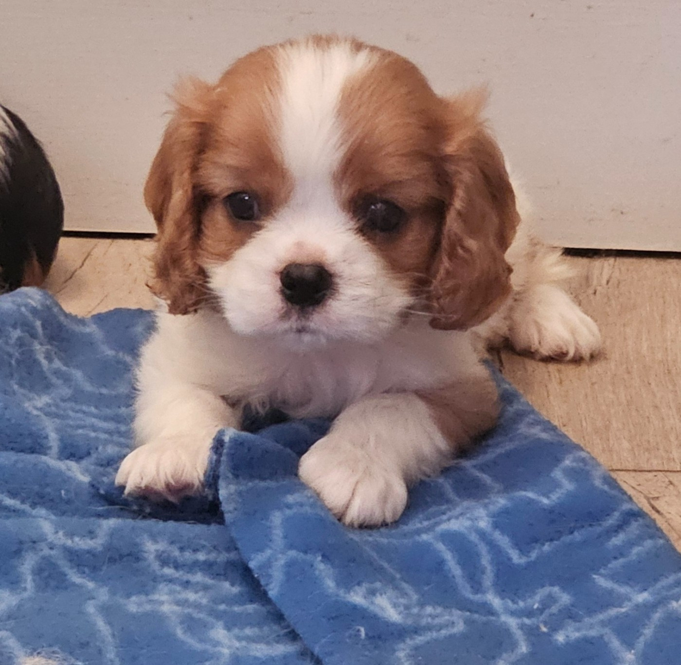 de l'eden de malizia - Chiots disponibles - Cavalier King Charles Spaniel