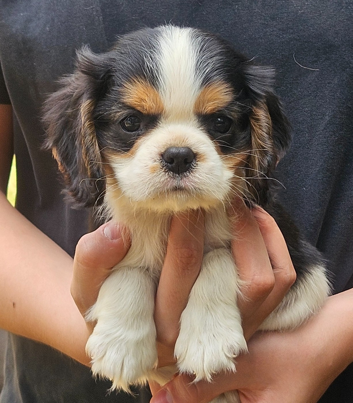 de l'eden de malizia - Chiots disponibles - Cavalier King Charles Spaniel