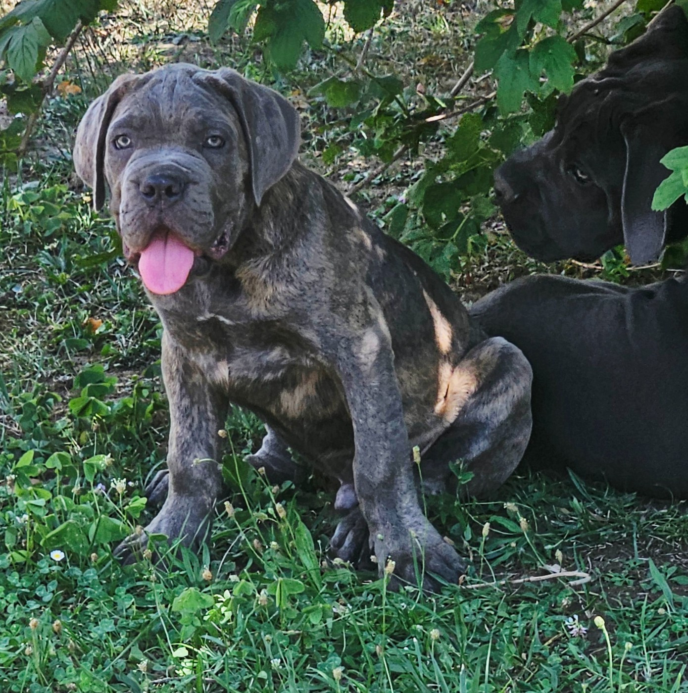 de l'eden de malizia - Chiots disponibles - Cane Corso