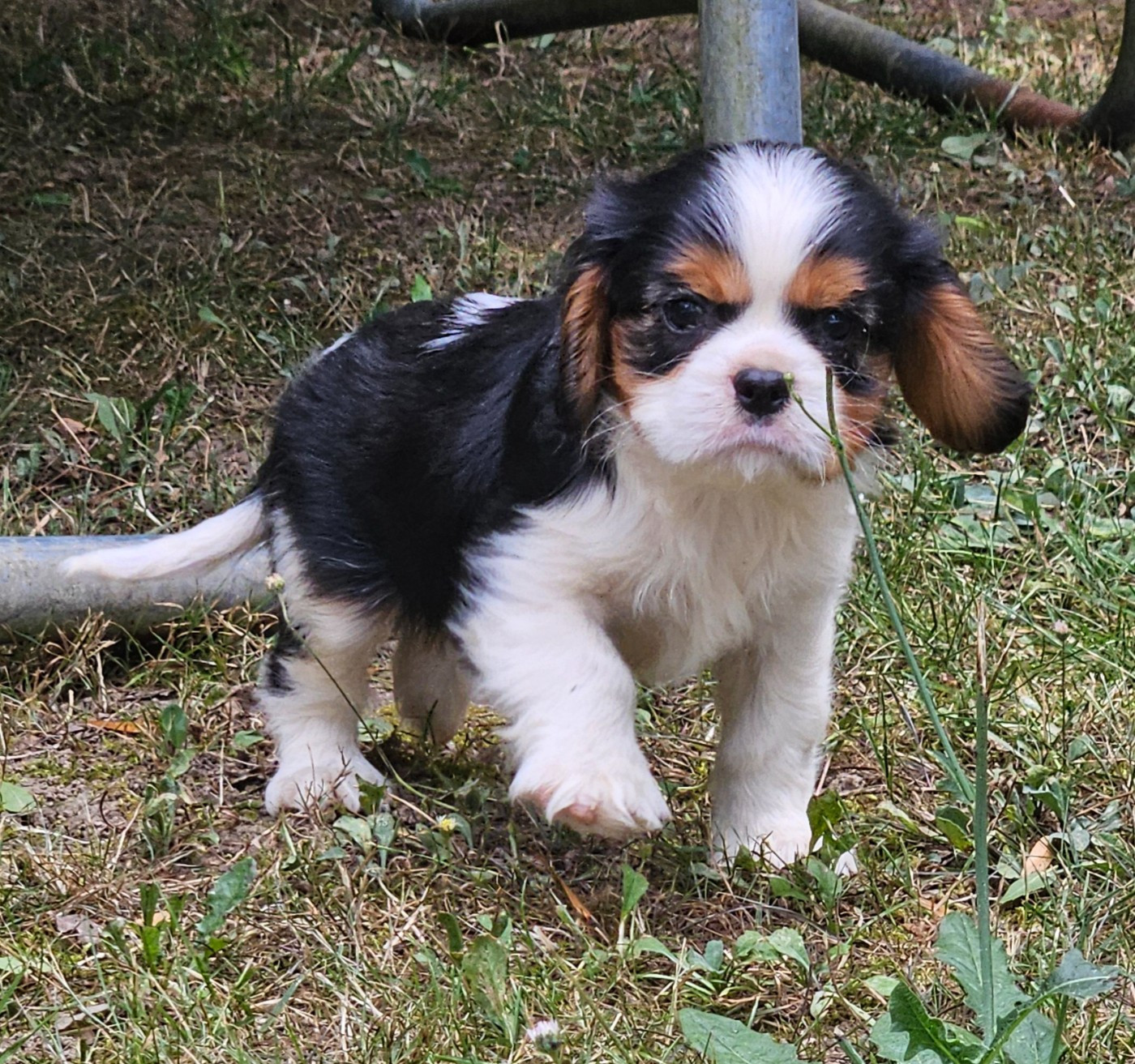 de l'eden de malizia - Chiots disponibles - Cavalier King Charles Spaniel