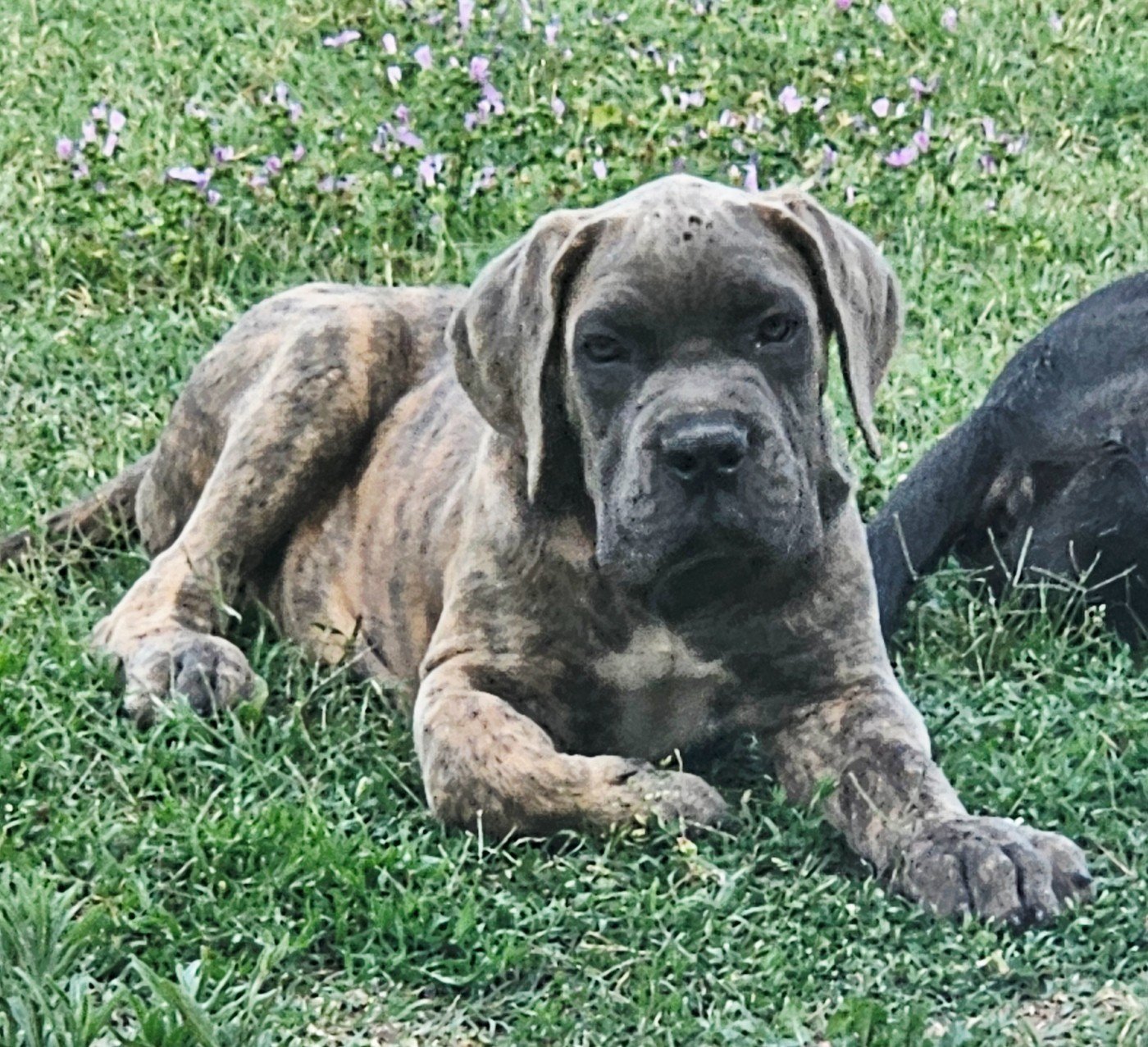 de l'eden de malizia - Chiots disponibles - Cane Corso