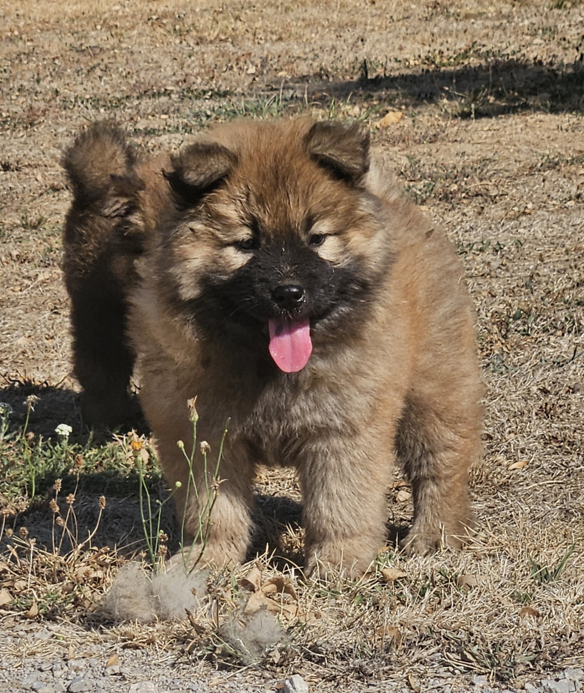 Chiot Eurasier de l'eden de malizia
