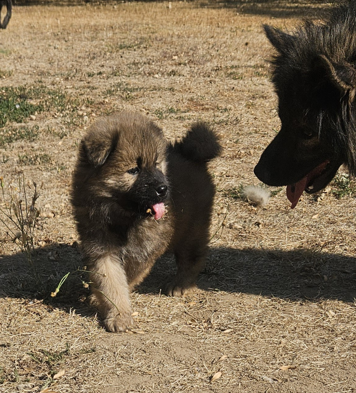 de l'eden de malizia - Chiots disponibles - Eurasier