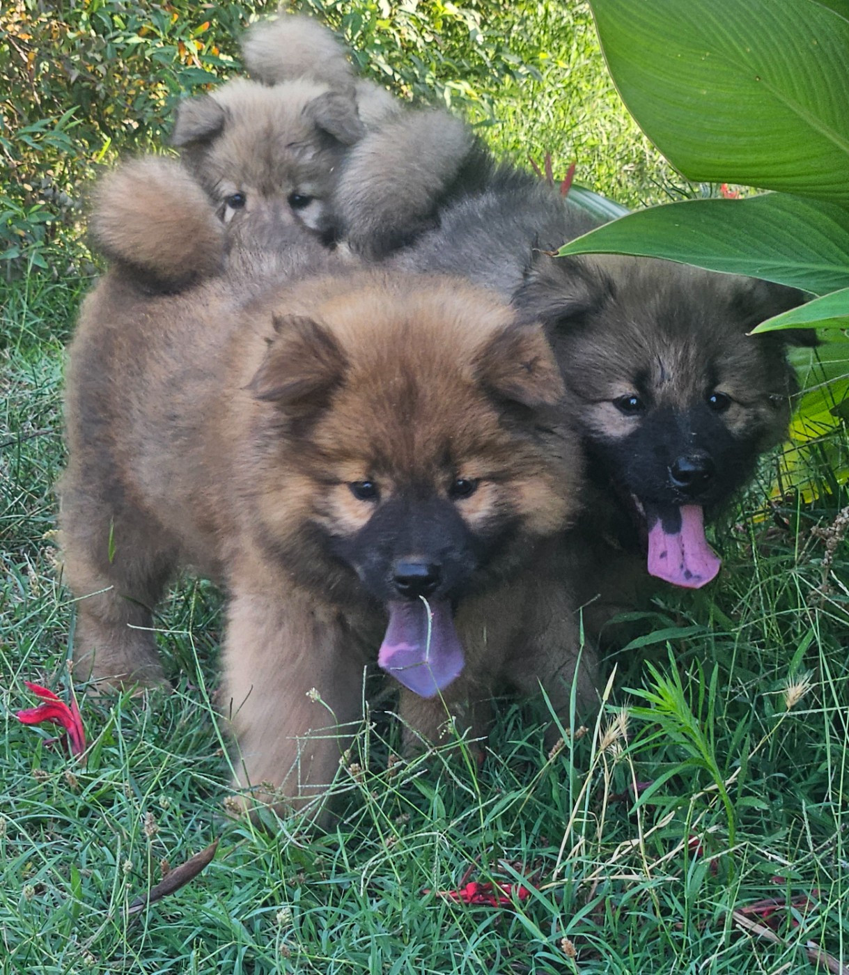 Chiot Eurasier de l'eden de malizia