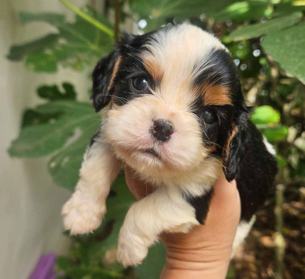 de l'eden de malizia - Chiots disponibles - Cavalier King Charles Spaniel