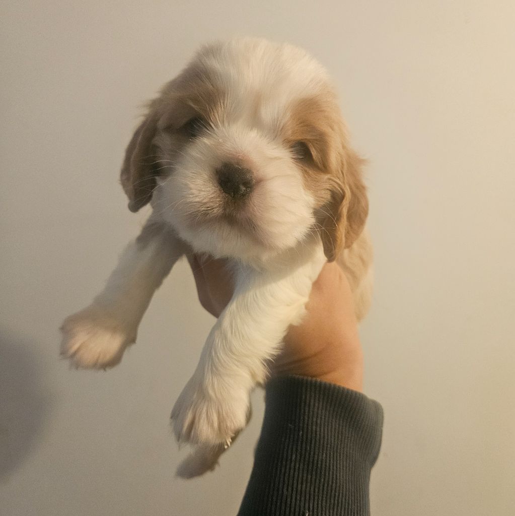 de l'eden de malizia - Chiots disponibles - Cavalier King Charles Spaniel