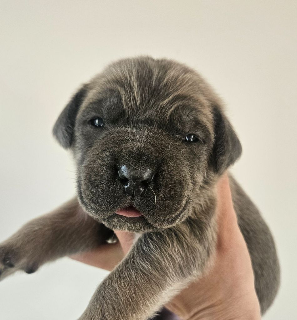 de l'eden de malizia - Chiots disponibles - Cane Corso