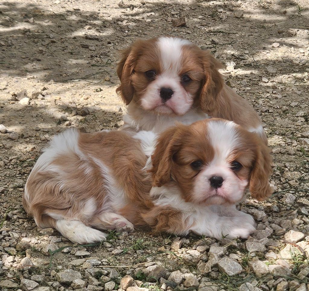 Chiot Cavalier King Charles Spaniel de l'eden de malizia