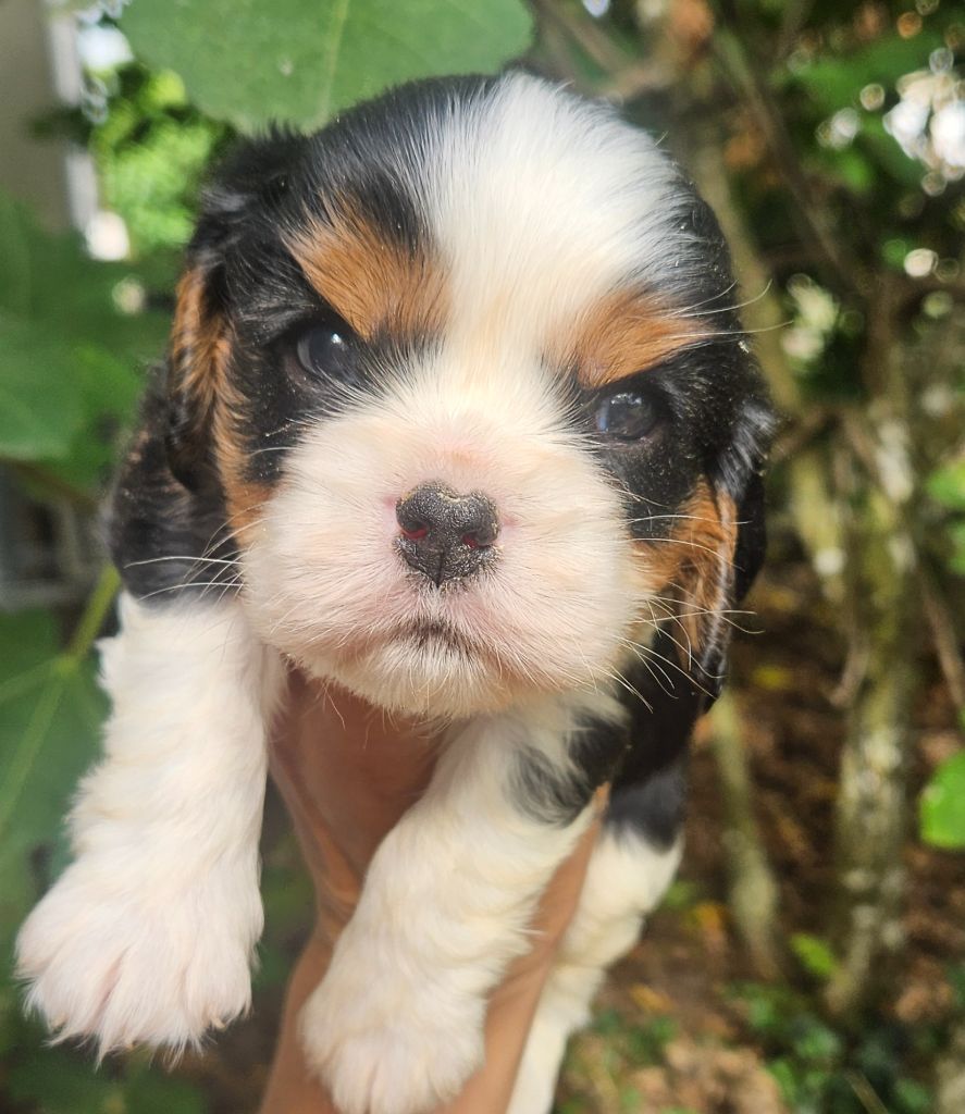 de l'eden de malizia - Chiots disponibles - Cavalier King Charles Spaniel