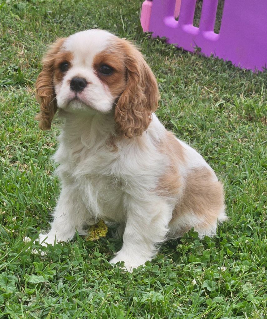 CHIOT 3
