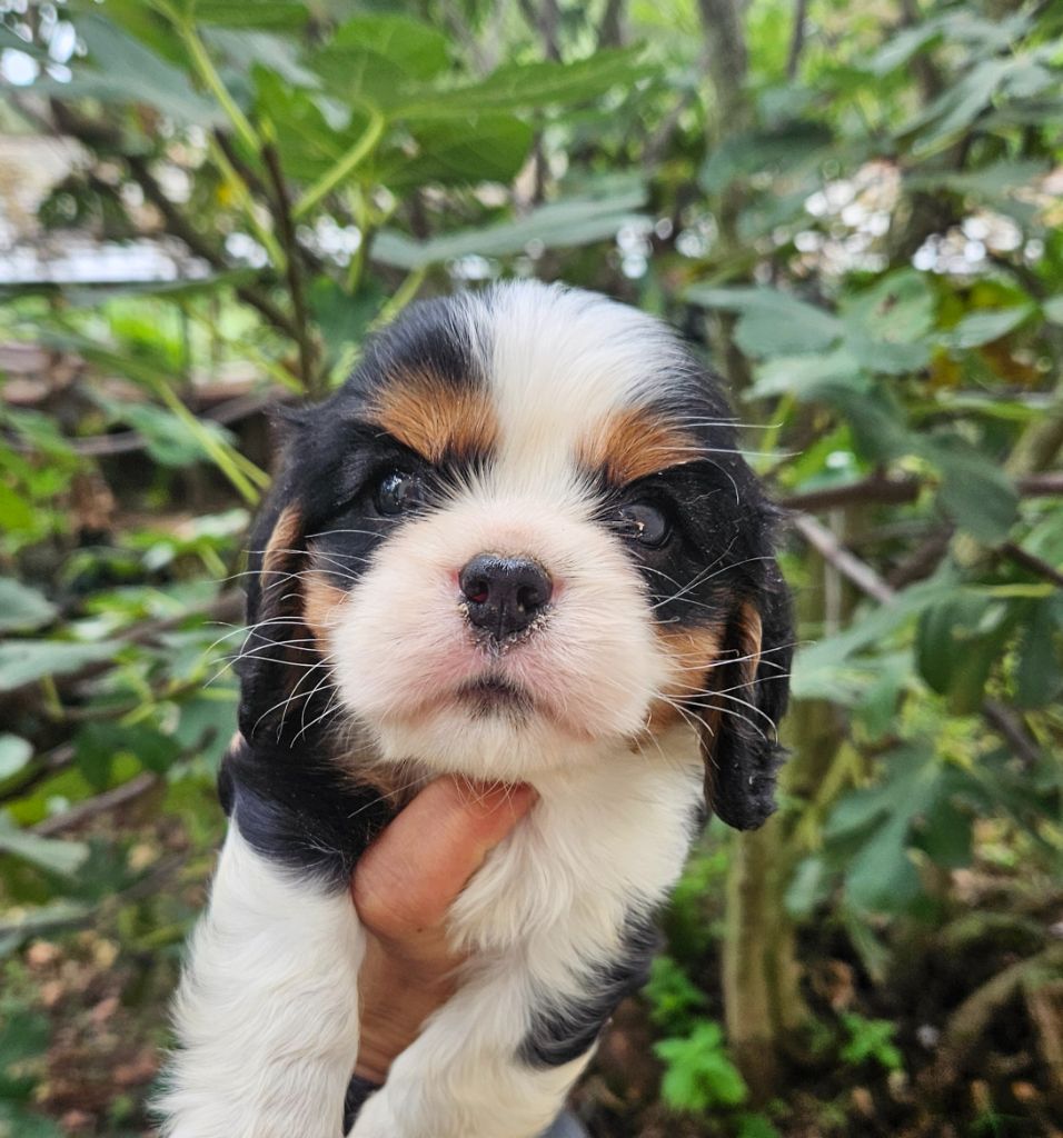 de l'eden de malizia - Chiots disponibles - Cavalier King Charles Spaniel