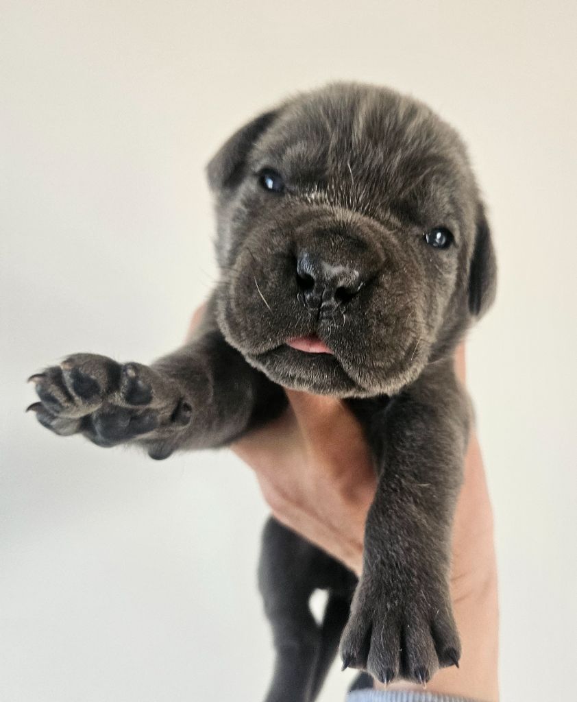 de l'eden de malizia - Chiots disponibles - Cane Corso