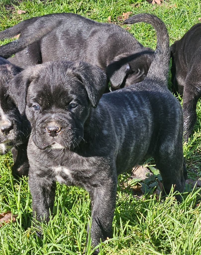de l'eden de malizia - Chiots disponibles - Cane Corso