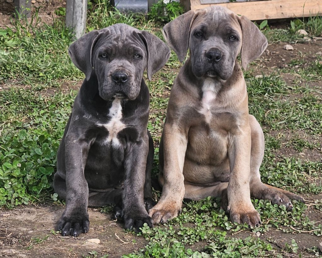 Chiot Cane Corso de l'eden de malizia