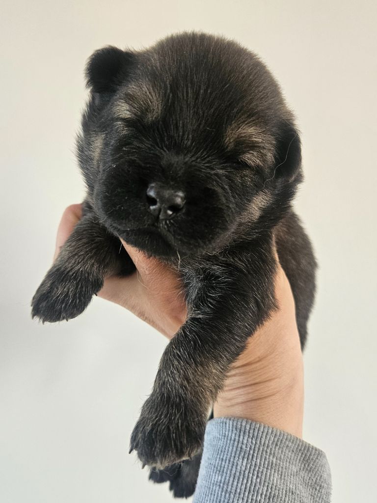 de l'eden de malizia - Chiots disponibles - Eurasier