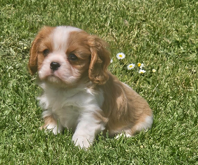 CHIOT 1