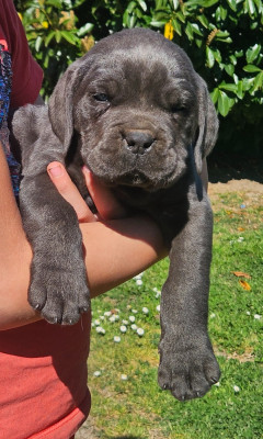 Bella