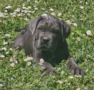 Chiot N°1