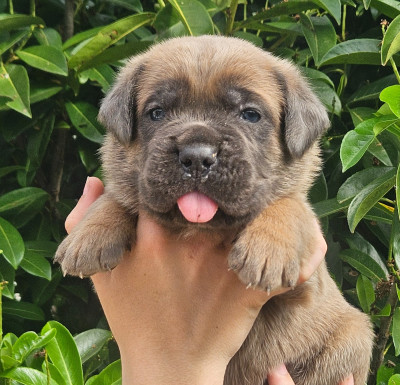 Chiot N°1