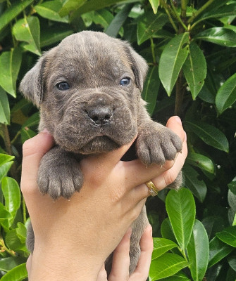 Chiot N°2