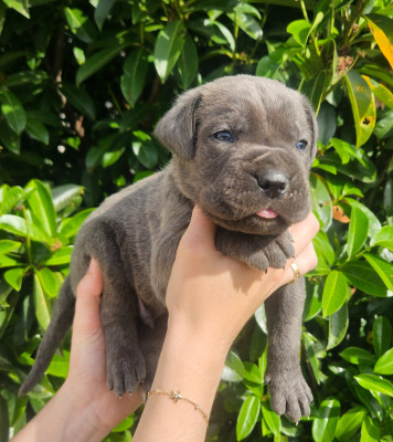 Chiot N°3