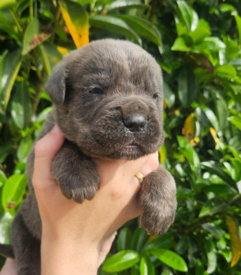 Chiot N°4
