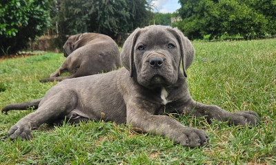 Chiot N°3