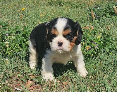 Chiot N°1
