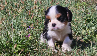 Chiot N°2