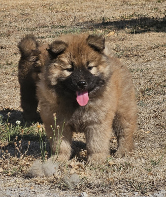 Chiot N°1
