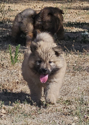 Chiot N°2