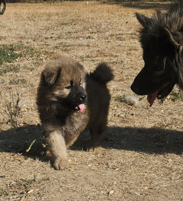 Chiot N°4