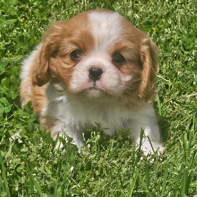 CHIOT 4