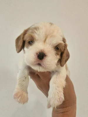 CHIOT 6