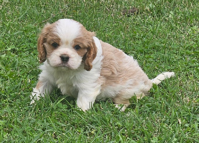 CHIOT 5