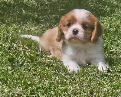 A'GEORGE