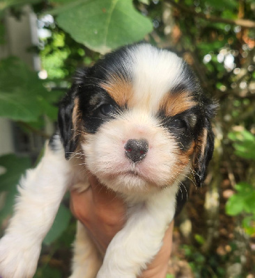 CHIOT 2