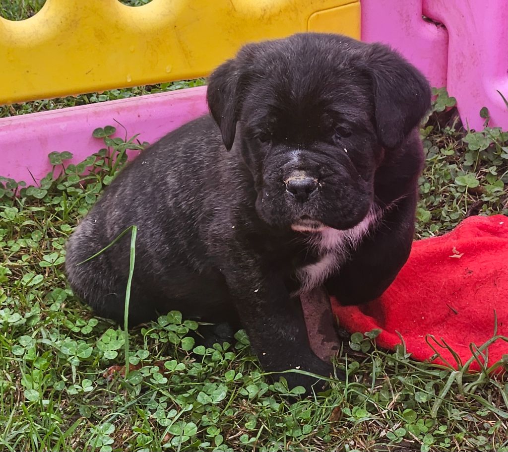 de l'eden de malizia - Chiots disponibles - Cane Corso