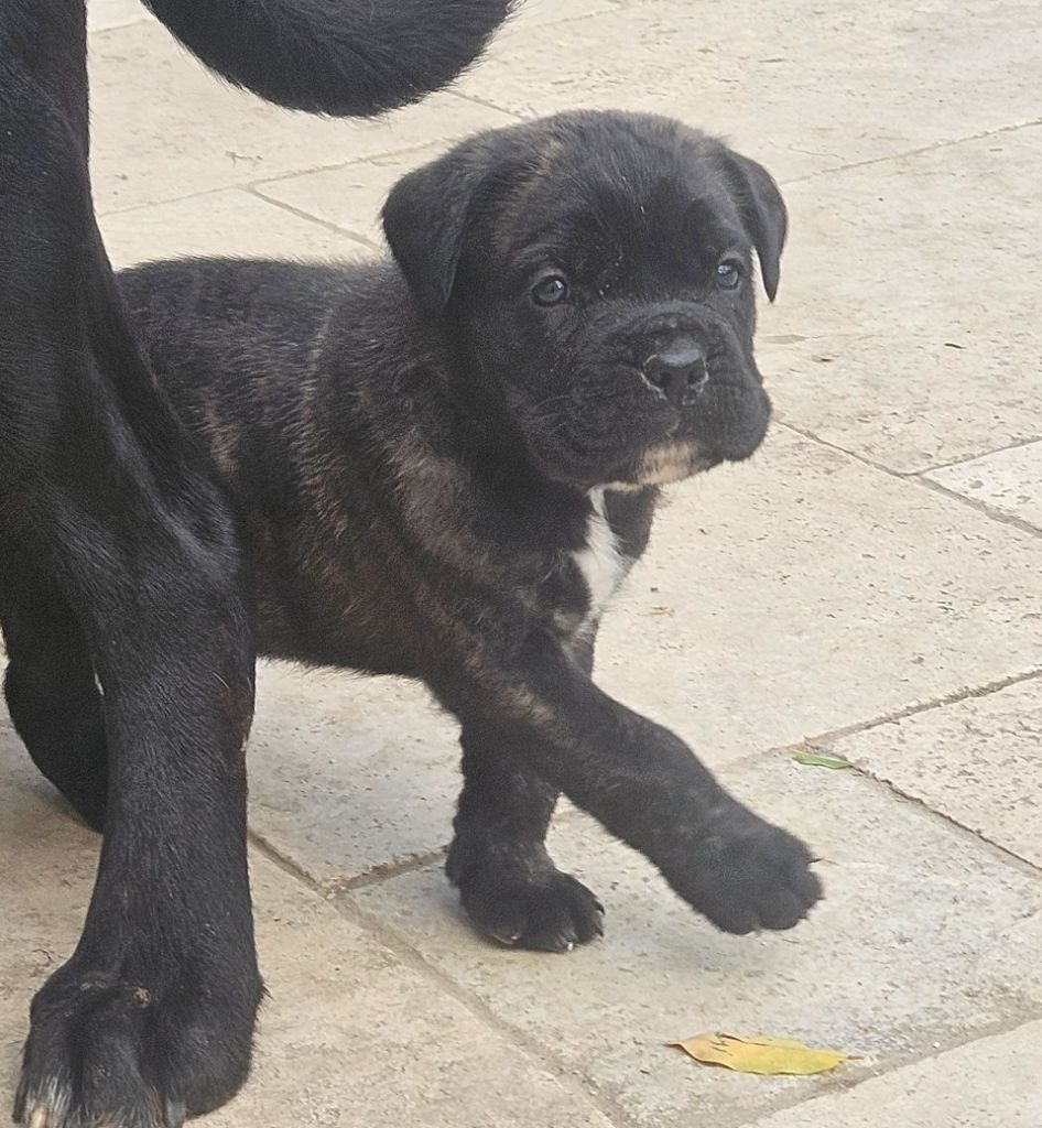 de l'eden de malizia - Chiots disponibles - Cane Corso