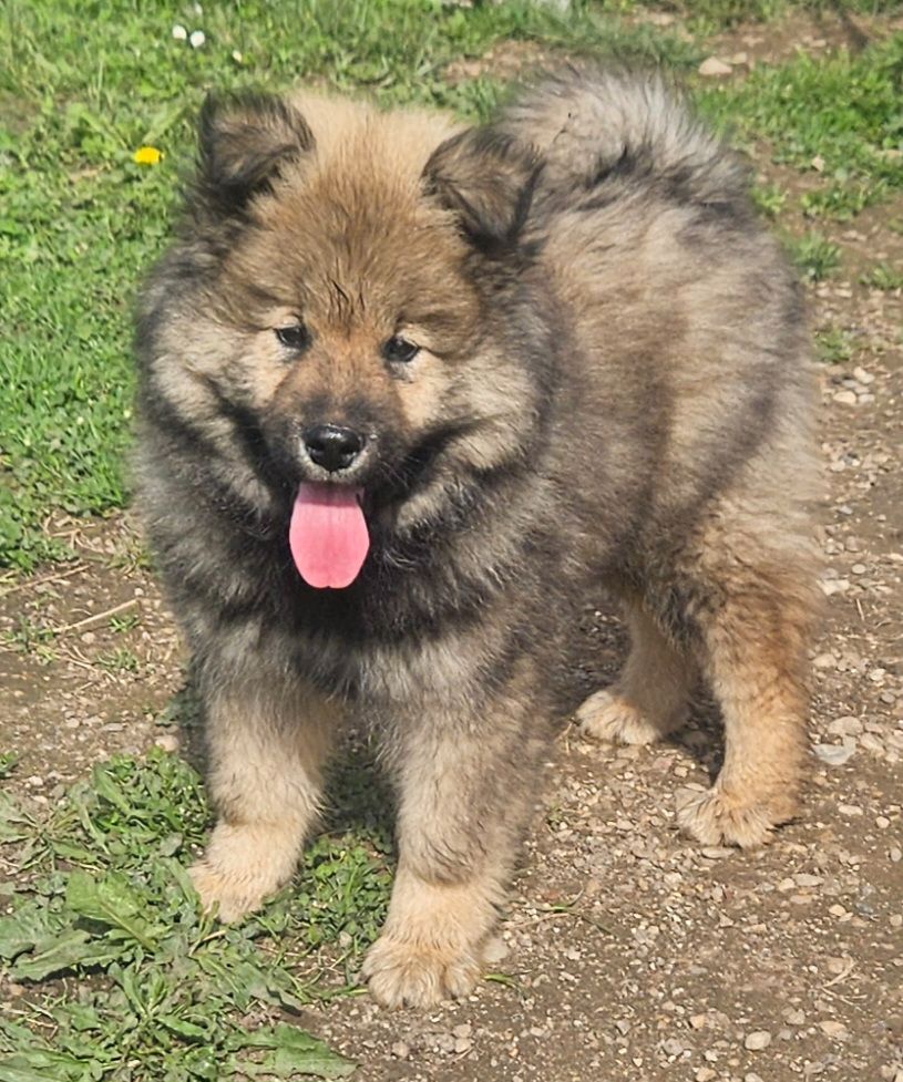 de l'eden de malizia - Chiots disponibles - Eurasier
