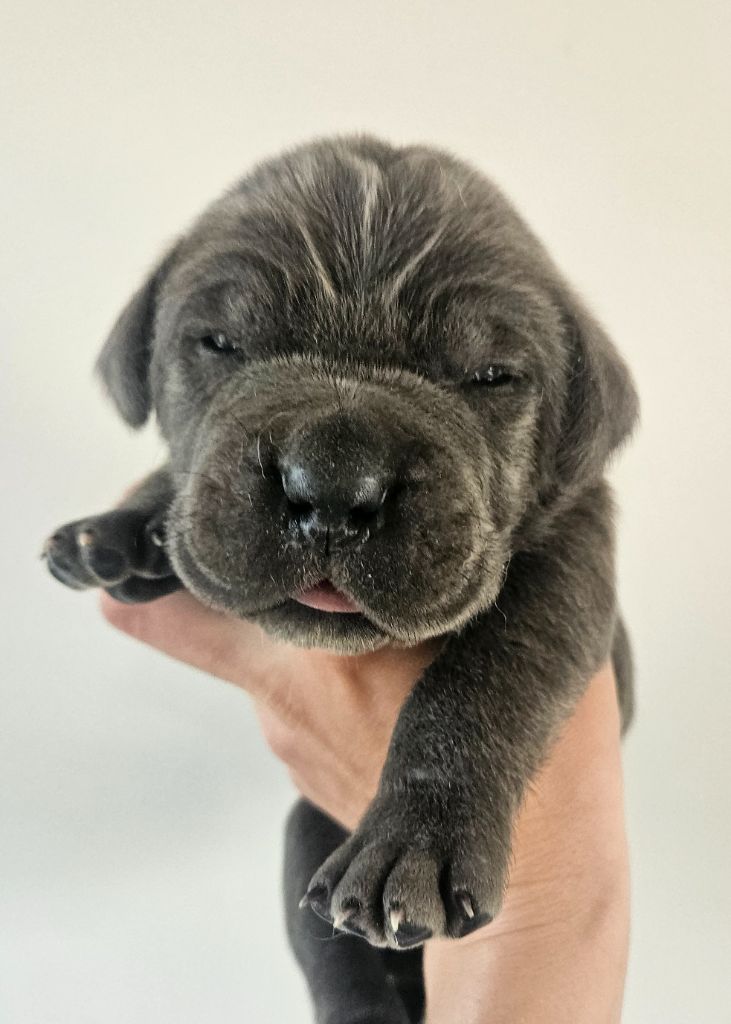 de l'eden de malizia - Chiots disponibles - Cane Corso