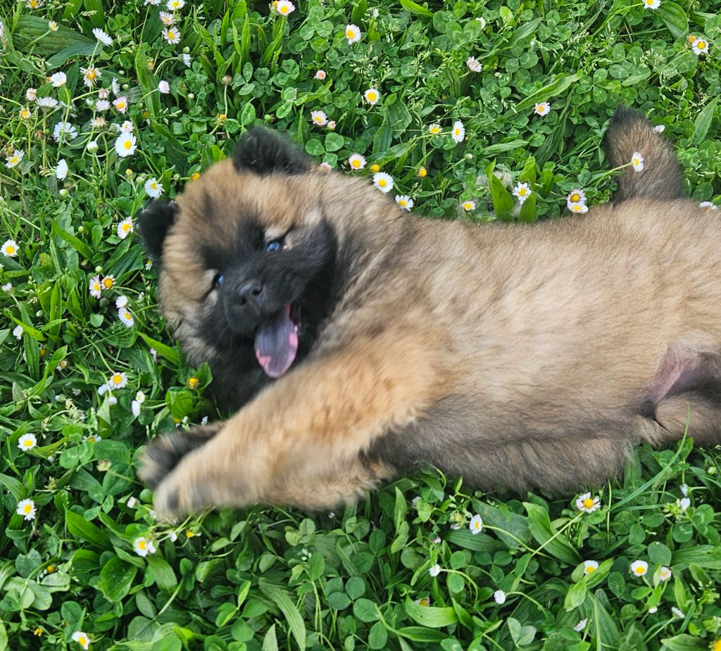 de l'eden de malizia - Chiots disponibles - Eurasier