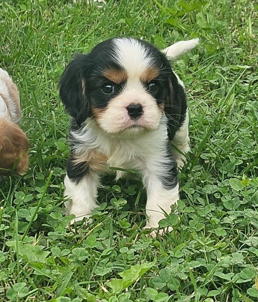 de l'eden de malizia - Chiots disponibles - Cavalier King Charles Spaniel