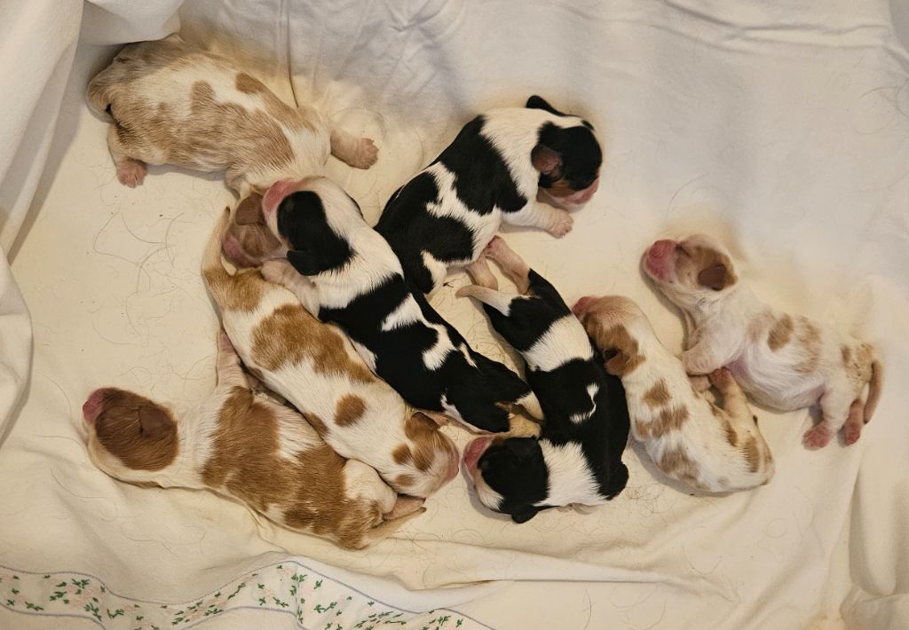 Chiot Cavalier King Charles Spaniel de l'eden de malizia