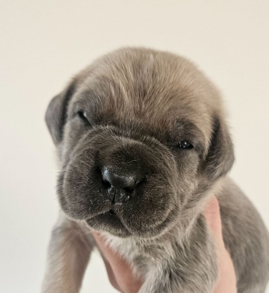 de l'eden de malizia - Chiots disponibles - Cane Corso