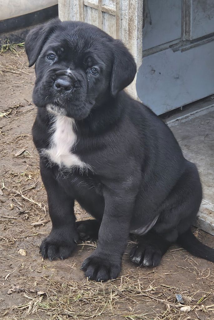 de l'eden de malizia - Chiots disponibles - Cane Corso
