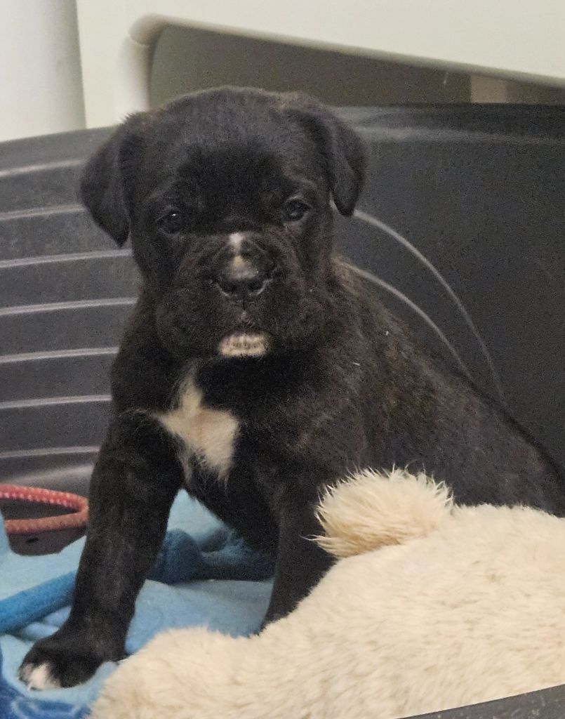 de l'eden de malizia - Chiots disponibles - Cane Corso